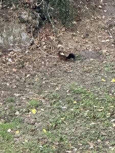 Day 6(23): Villafranca del Bierzo to Laguna de Castilla Img 5824 225x300