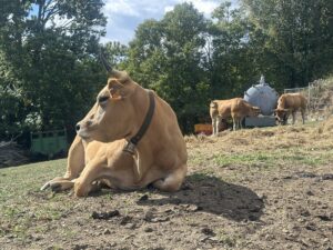 Day 6(23): Villafranca del Bierzo to Laguna de Castilla Img 5871 300x225